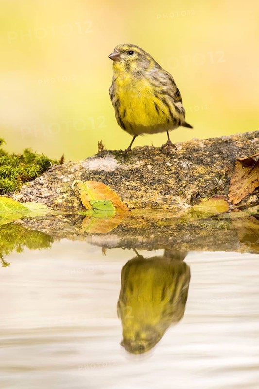 European Serin (Serinus serinus) at a waterhole, Madrid, Spain