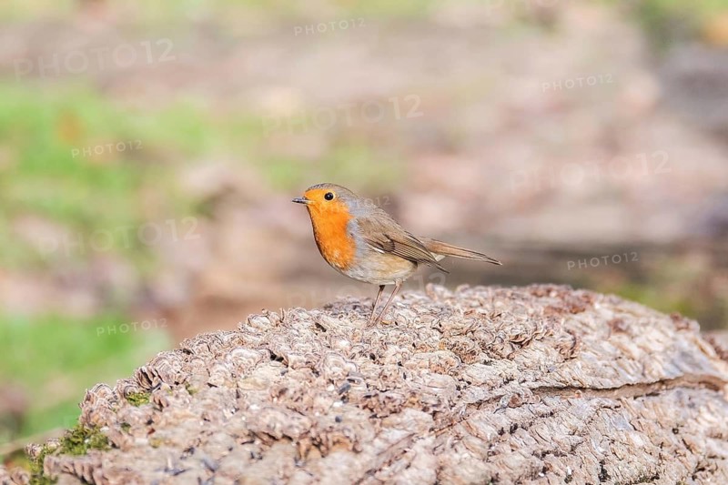 A Wood nuthatch stands alert on a rough tree stump amidst a soft focus natural background, showcasing its vibrant orange breast and delicate features