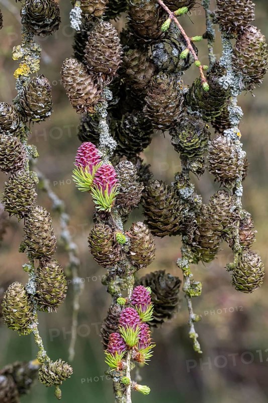 Larch (Larix decidua), blossoms, Emsland, Lower Saxony, Germany