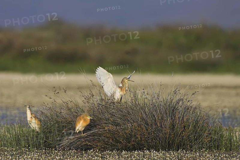 Squacco Heron (Ardeola ralloides), Lesvos, Greece