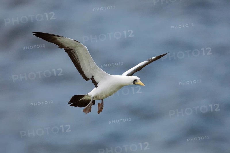 Masked Booby (Sula dactylatra tasmani) flying, Norfolk Island