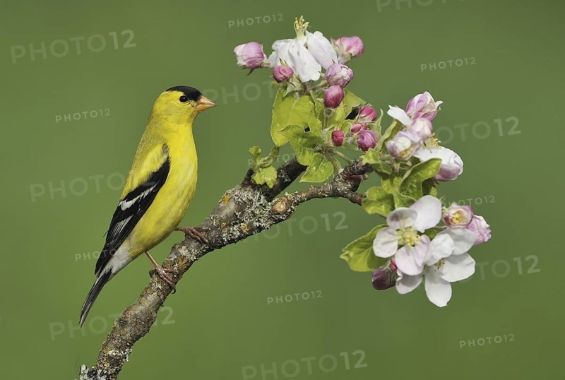American Goldfinch (Spinus tristis) male, British Columbia, Canada