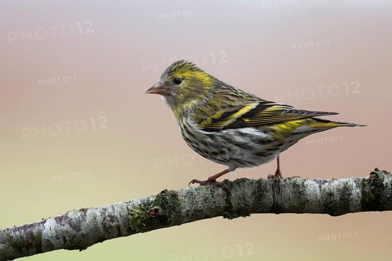 Eurasian Siskin (Spinus spinus) female, Lower Saxony, Germany