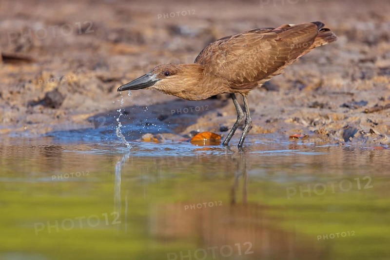 Hammerhead, Hammerhead, Hamerkop, (Scopus umbretta), Ombrette africaine, Avemartillo, Shadebird, Waterbird, Marakissa River Camp / Canoe tri, Marakissa, South Bank, Gambia