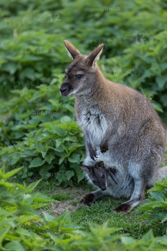 Red-necked wallaby or Bennett's wallaby (Macropus rufogriseus) with cub in her pouch, looking out. Standing between stinging nettle in the shadow