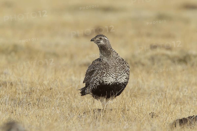 Sage Grouse (Centrocercus urophasianus) female, California, USA
