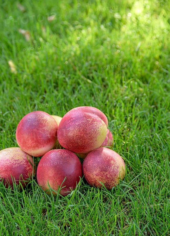 Nectarine (Prunus persica FRUIT ME® Necta Me),  Germany