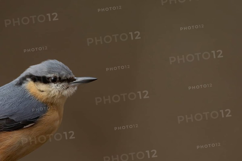 Eurasian nuthatch (Sitta europaea) adult bird head portrait, Suffolk, England, United Kingdom