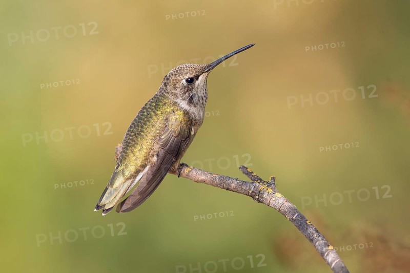 Juvenile Anna's Hummingbird perched on a twig