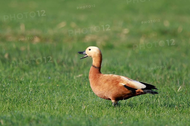 Ruddy Shelduck (Tadorna ferruginea) calling, North Rhine-Westphalia, Germany