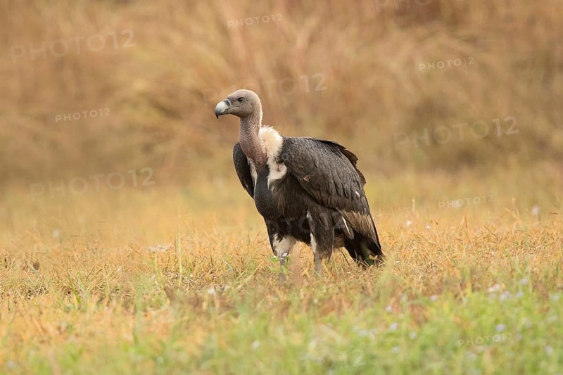 White-rumped Vulture (Gyps bengalensis), Preah Vihear, Cambodia