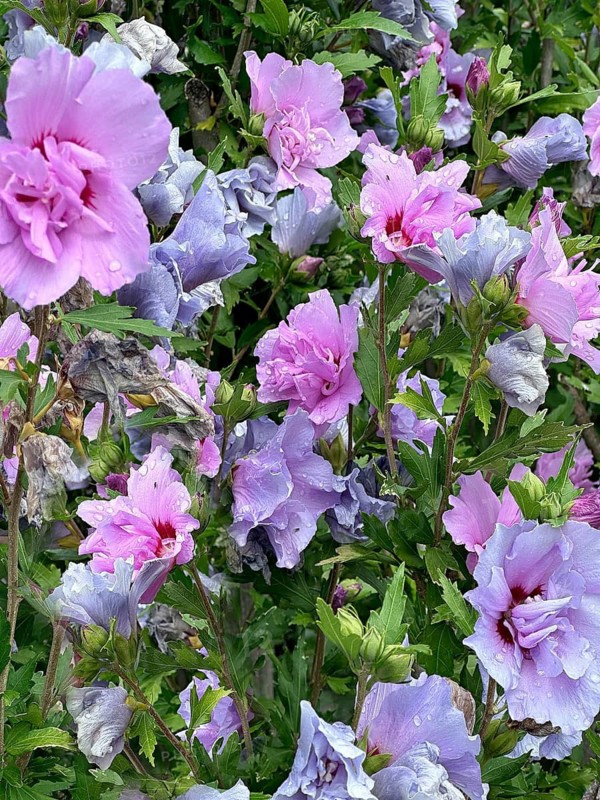 Althaea officinalis, rose mallow, shrub mallow, garden mallow, Syrian mallow, Sharon rose, festival flower (Hibiscus syriacus)