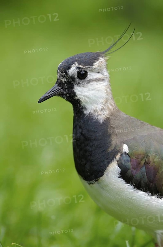 Kiebitz (Vanellus vanellus), Lapwing, Portrait, Mai, captive, Zoo, Nordrhein-Westfalen, Deutschland
