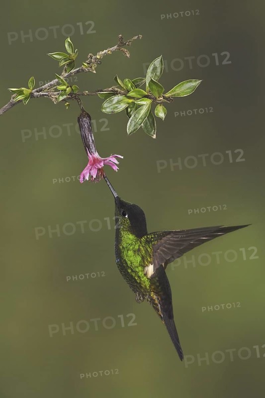 Buff-winged Starfrontlet (Coeligena lutetiae), Ecuador