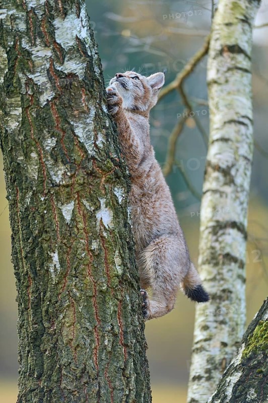 Eurasian lynx (Lynx lynx), climbing on birch tree