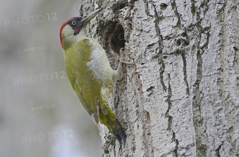 European Green Woodpecker (Picus viridis) juvenile, Saxony, Germany