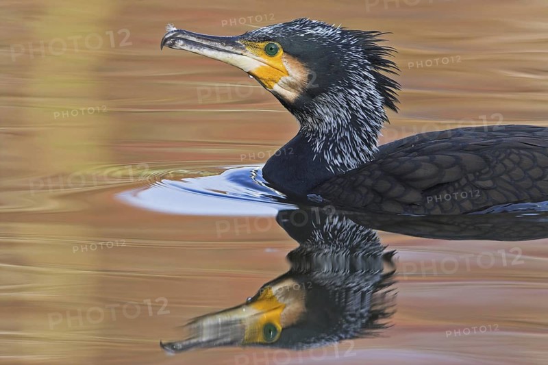 Great Cormorant (Phalacrocorax carbo), Rhineland-Palatinate, Germany