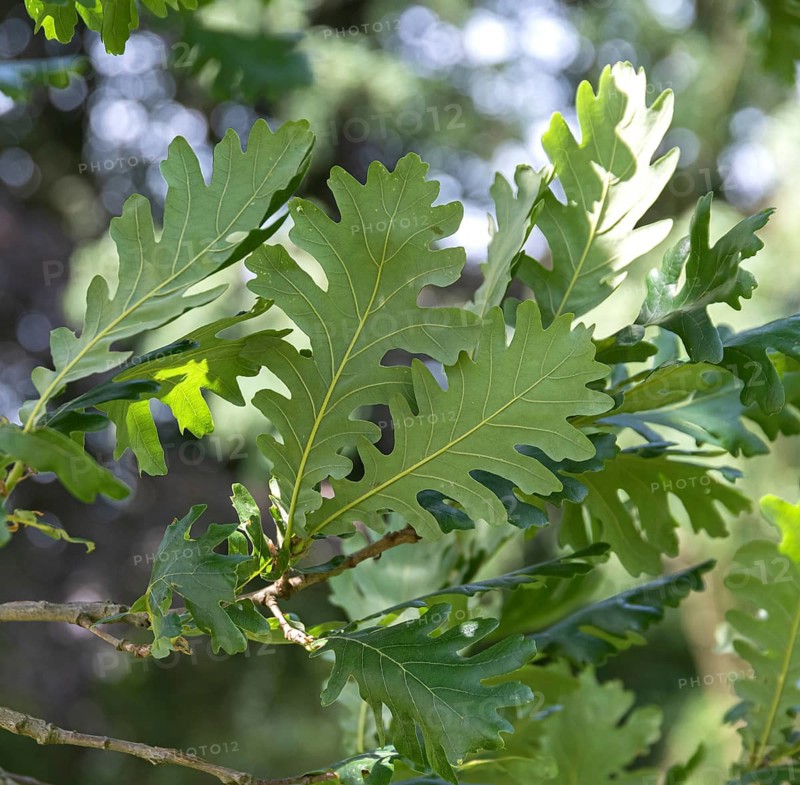 Quercus frainetto (Quercus frainetto), Sofiero Castle, Sweden
