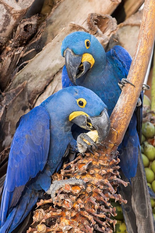 Hyacinth Macaw (Anodorhynchus hyacinthinus) perched on a branch in the Pantanal of Brazil