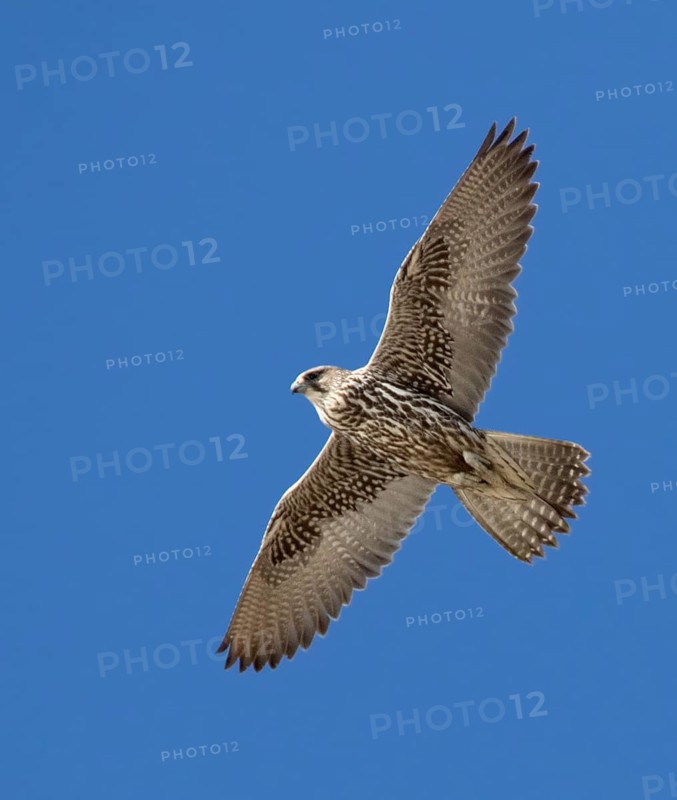 Gyrfalcon (Falco rusticolus) flying, Saskatchewan, Canada