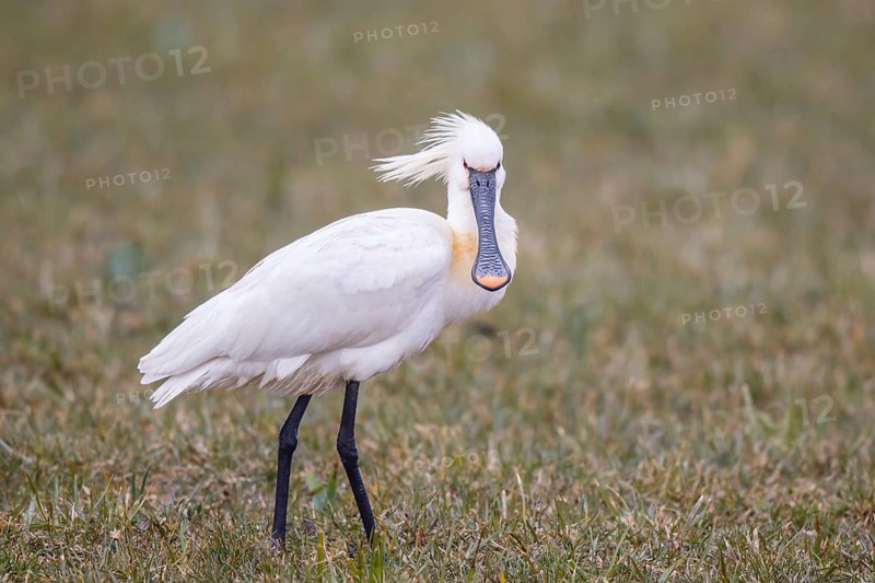 Eurasian Spoonbill (Platalea leucorodia), Netherlands