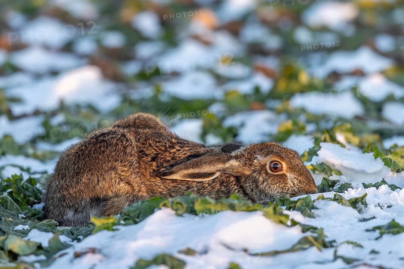 European brown hare (Lepus europaeus) hiding by lying low with ears flat in snow covered farmland, field in winter