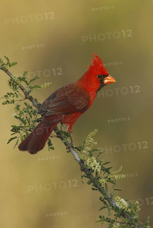 Northern Cardinal (Cardinalis cardinalis), Texas, USA