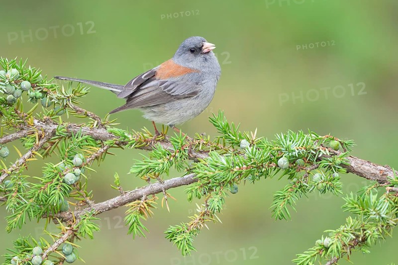 Slate-colored Junco (Junco hyemalis hyemalis), Colorado, USA