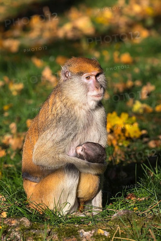 One female patas monkey (Erythrocebus patas)with her baby in late light on a green meadow