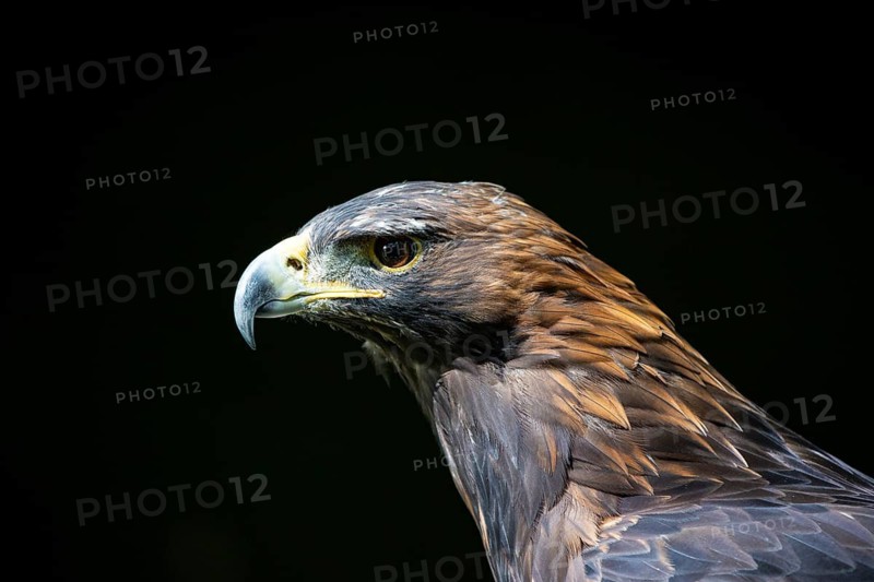 Golden eagle (Aquila chrysaetos) Austria