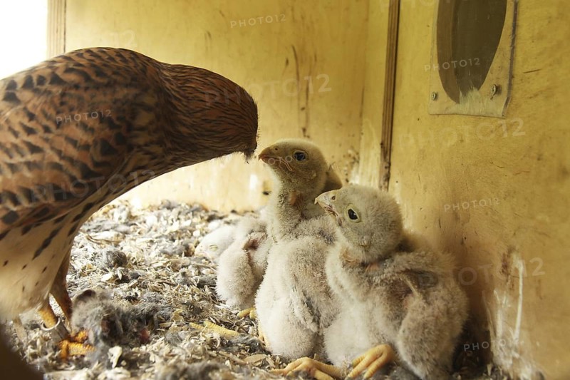 Common Kestrel (Falco tinnunculus) chick, Lower Saxony, Germany