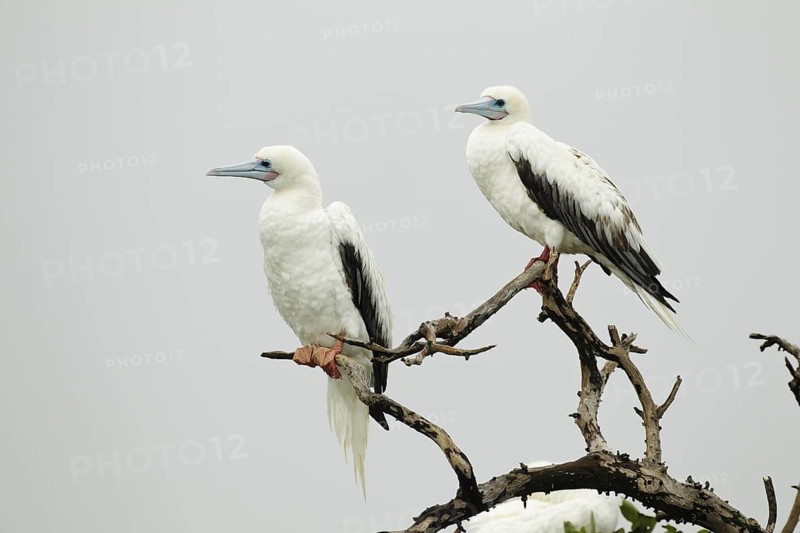 Red-footed Booby (Sula sula), Hawaii, USA