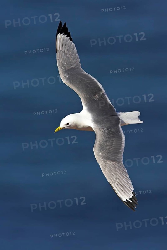 Kittiwake, flight photo, Heligoland Island, (Rissa tridactyla), Heligoland, Heligoland Island, Schleswig-Holstein, Federal Republic of Germany