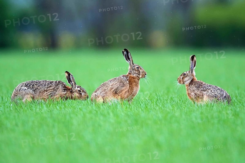 A group of hares in a meadow, (Lepus europaeus), animals, mammals, hares, hare