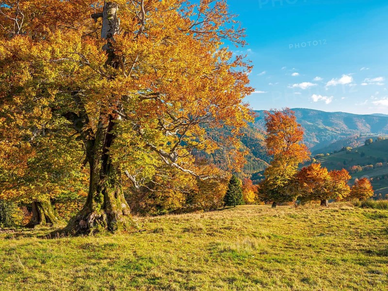 Typical Black Forest landscape with old solitary beech trees in a meadow in autumn under blue sky with fair weather clouds, near Wieden in the Black Forest, Baden-Württemberg, Germany