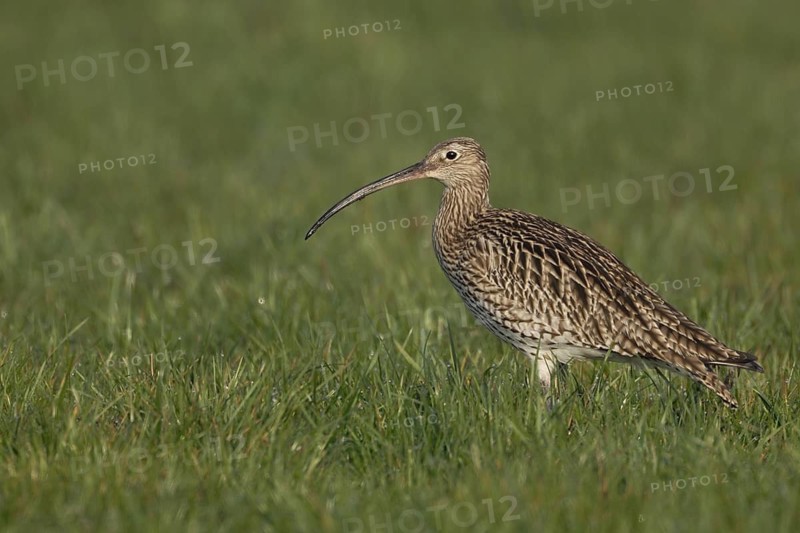 Eurasian Curlew (Numenius arquata) foraging, North Rhine-Westpalia, Germany