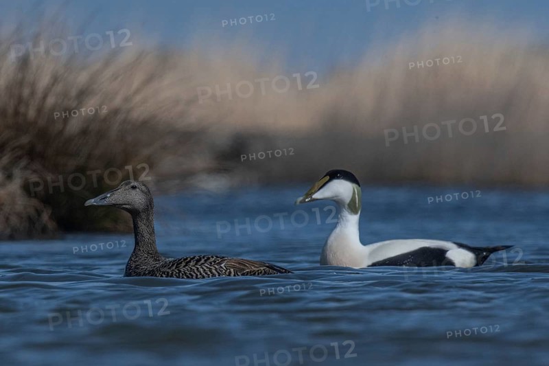 Common Eider (Somateria mollissima) pair, Schleswig-Holstein, Germany