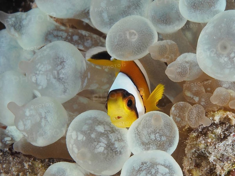Red sea anemonefish juvenile (Amphiprion bicinctus juvenil)