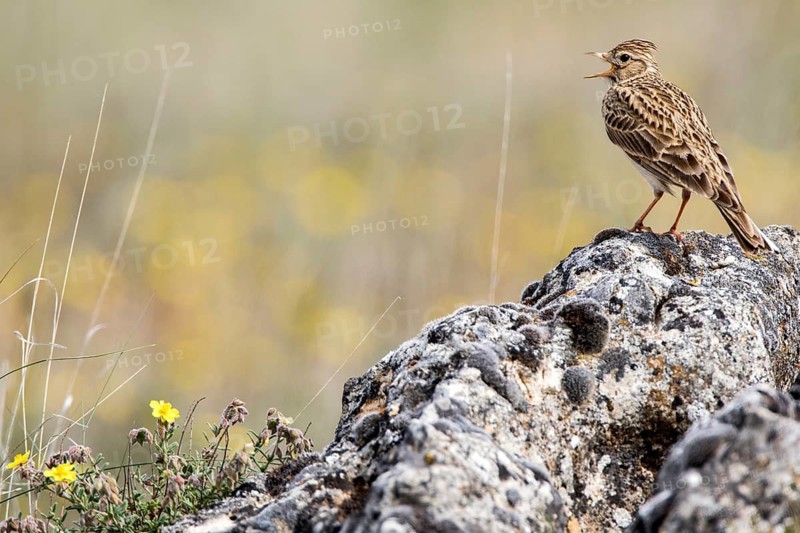 Eurasian Skylark (Alauda arvensis) singing from a rock, Castile and Leon, Spain