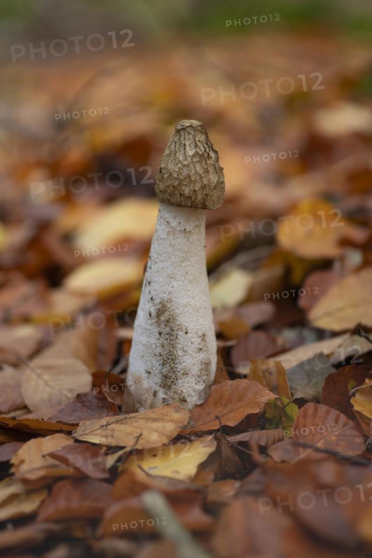 Common stinkhorn (Phallus impudicus), close-up, nature photograph, Schneeren, Neustadt am Rübenberge