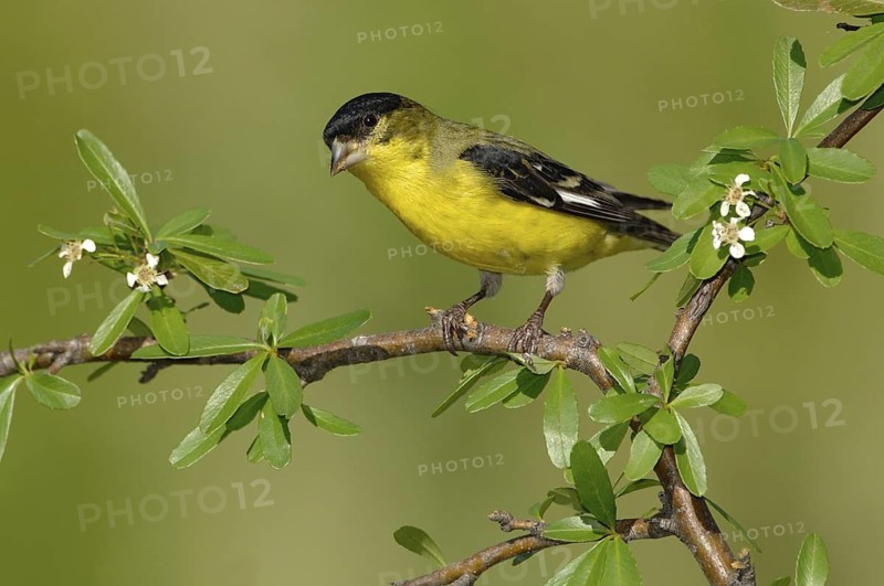 Lesser Goldfinch (Spinus psaltria) male, Arizona, USA