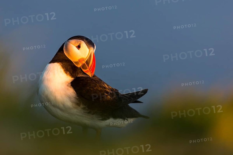 Atlantic Puffin (Fratercula arctica), Látrabjarg, Iceland