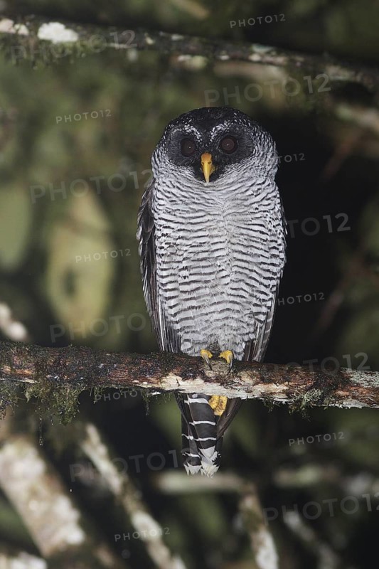 Black-and-white Owl (Strix nigrolineata), Pichincha, Ecuador