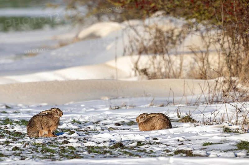 Two European brown hares (Lepus europaeus) resting in snow covered field next to hedge, hedgerow in winter