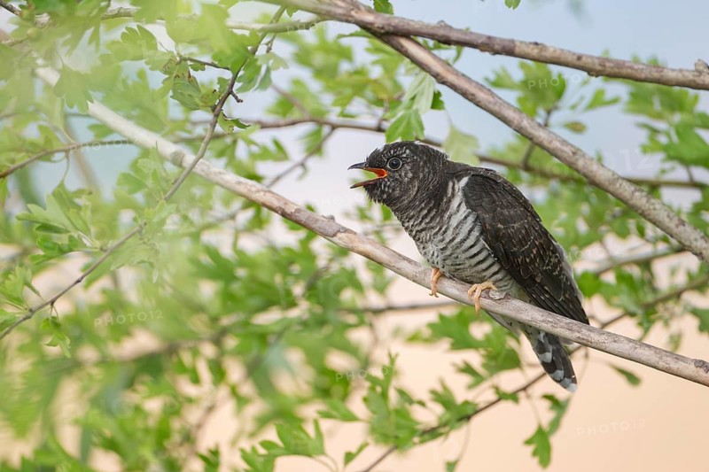 Common Cuckoo (Cuculus canorus) juvenile near the nest of an Eurasian Reed Warbler, Saxony-Anhalt, Germany