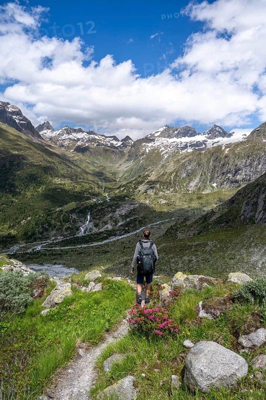 Mountaineer on hiking trail in front of picturesque mountain landscape with blooming alpine roses, rocky mountain peaks with snow, valley Zemmgrund with Zemmbach, mountain panorama with summit Ochsner and Zsigmondyspitze, Berliner Höhenweg, Zillertal Alps, Tyrol, Austria