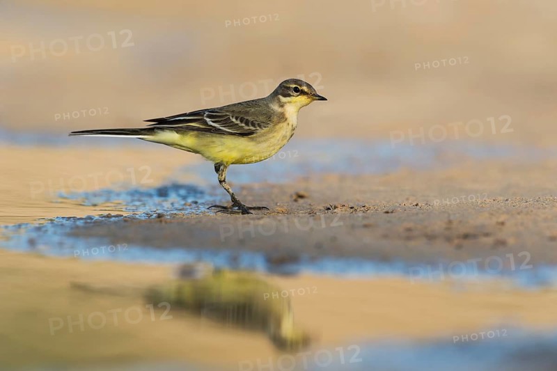 Western Yellow Wagtail (Motacilla flava), Eilat, Israel