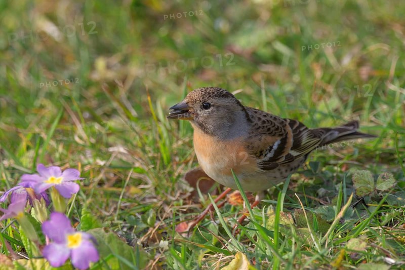 Brambling (Fringilla montifringilla) female in the grass next to purple flowers, spring mood, Baden-Württemberg, Germany