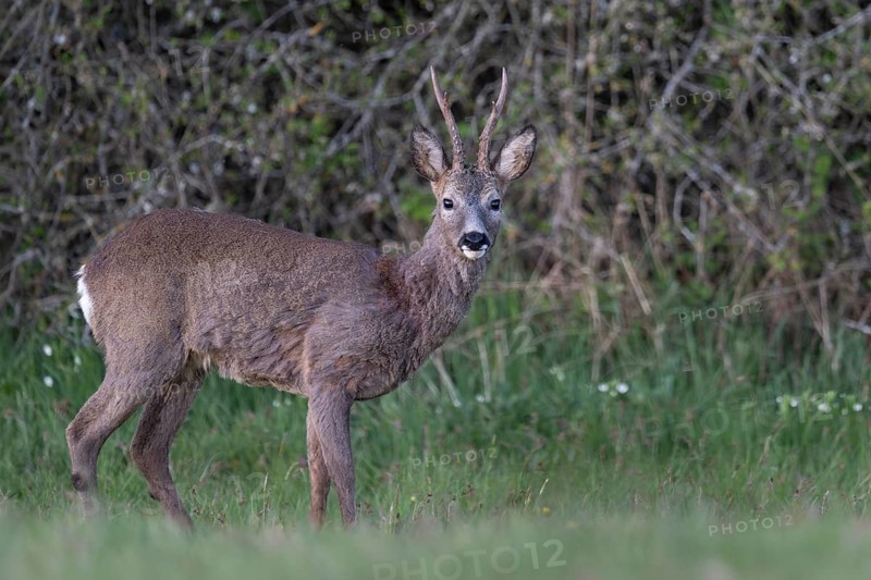 Roebuck (Capreolus capreolus), Rhineland-Palatinate, Germany