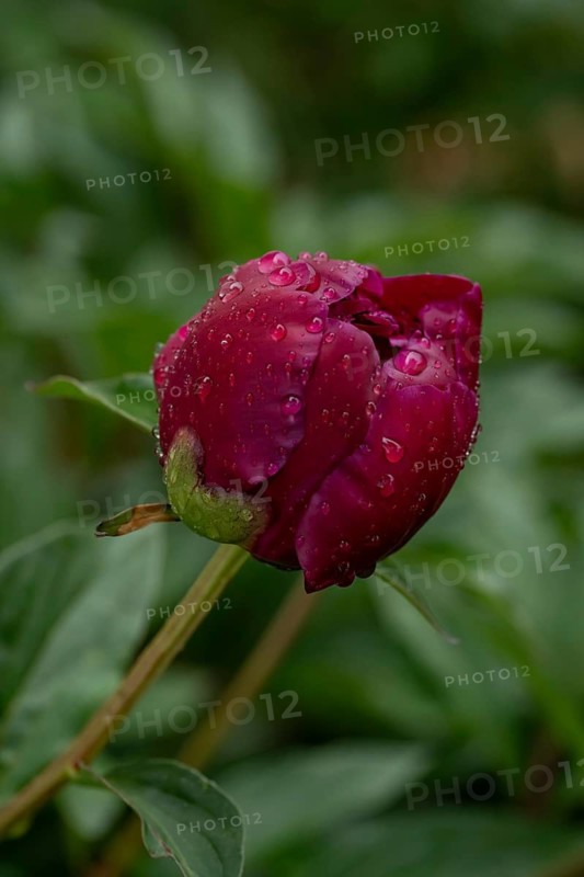 A peony flower bud adorned with glistening raindrops, captured after a spring rain shower. The vibrant petals and fresh green leaves embody the essence of blooming nature